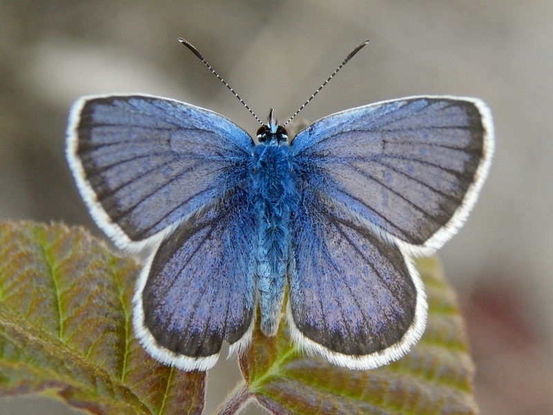 2 Plebejus da ID